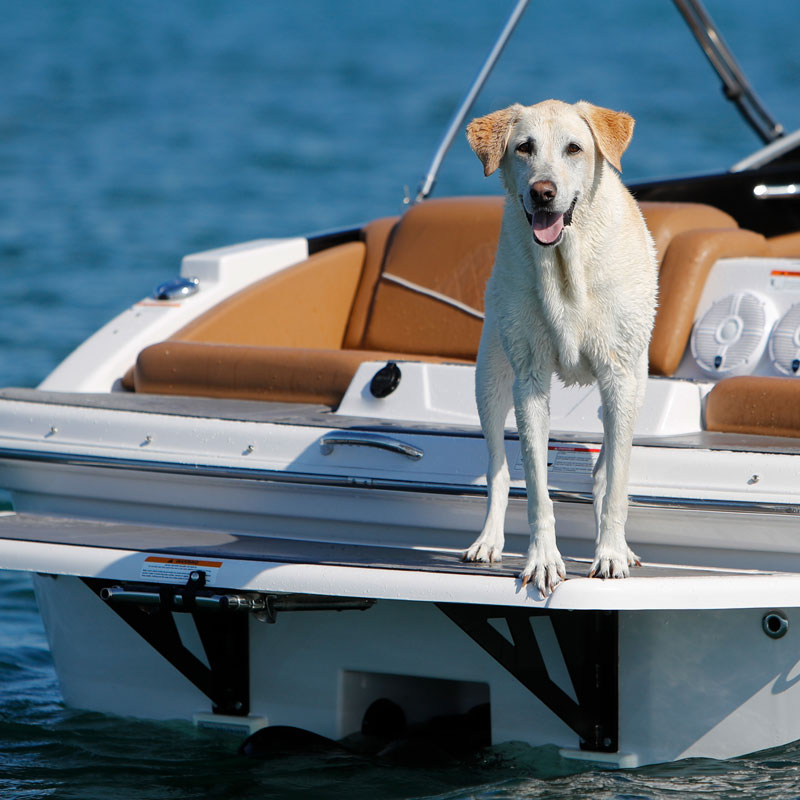 How to Boat Safely with a Dog on Board: 10 Essential Precautions