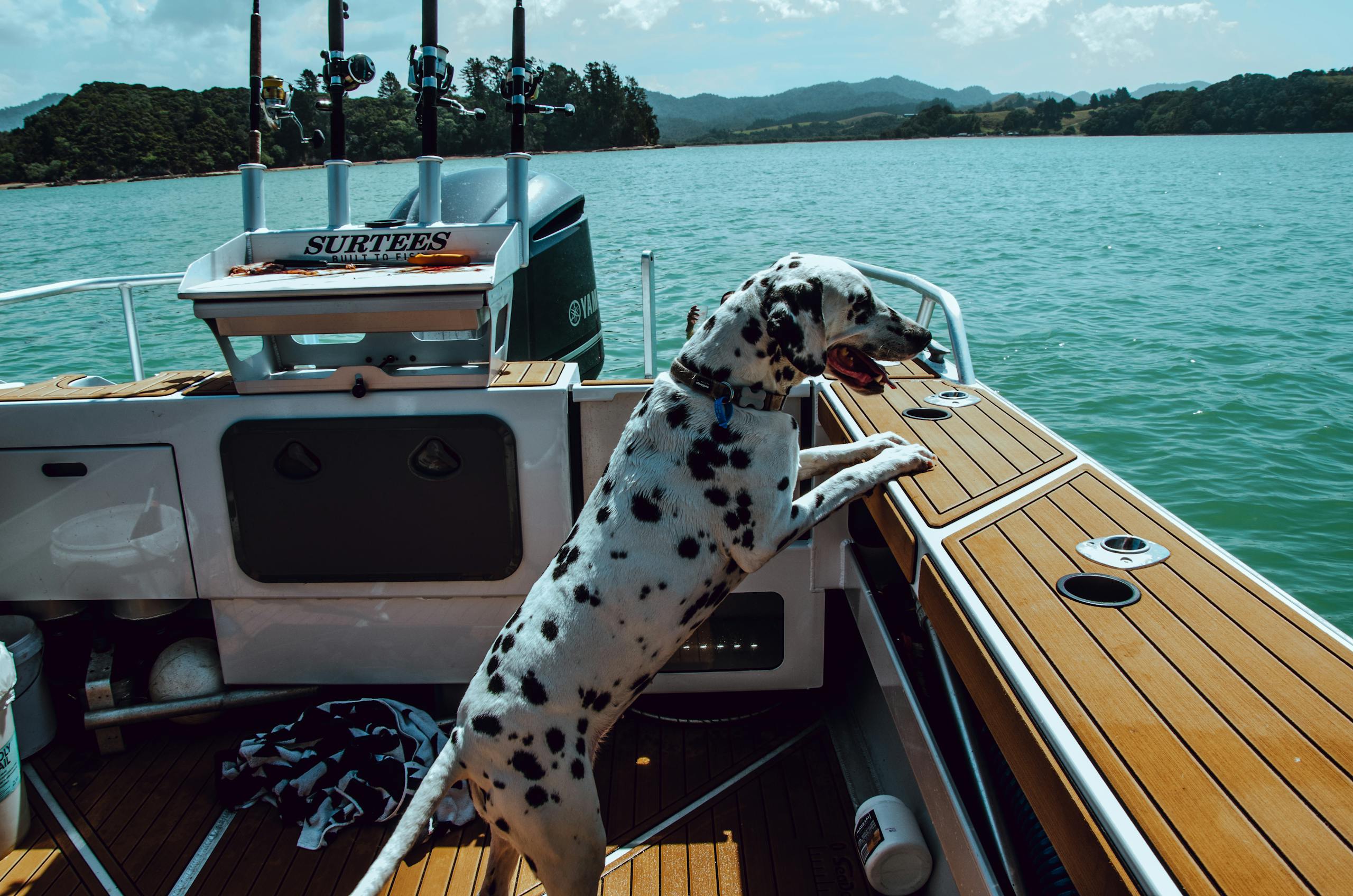 A Dalmation Dog Riding on a Boat